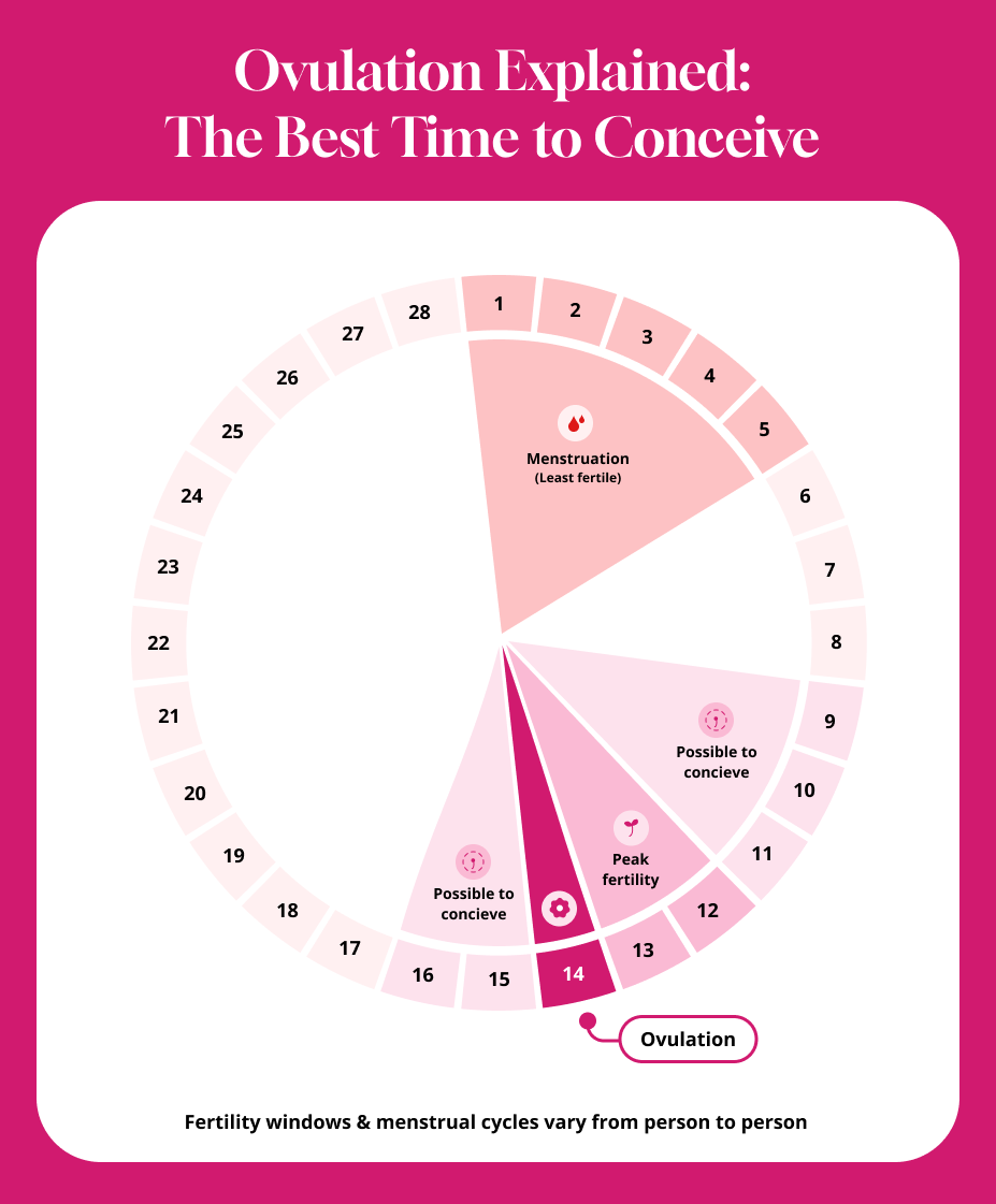 Infographic illustrating the menstrual cycle with a timeline highlighting key events: menstruation, ovulation, and fertile window, visually marking the best days to conceive with clear icons and color-coded sections.